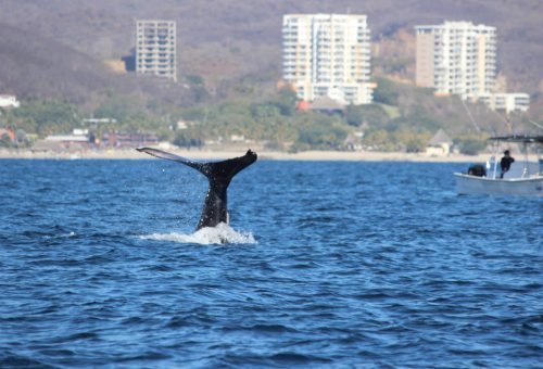 Trip Achiever Kris Buege Whale Watching!